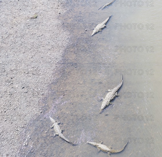 American Crocodiles (Crocodylus acutus) bathing, Tarcoles river, Jaco, Costa Rica