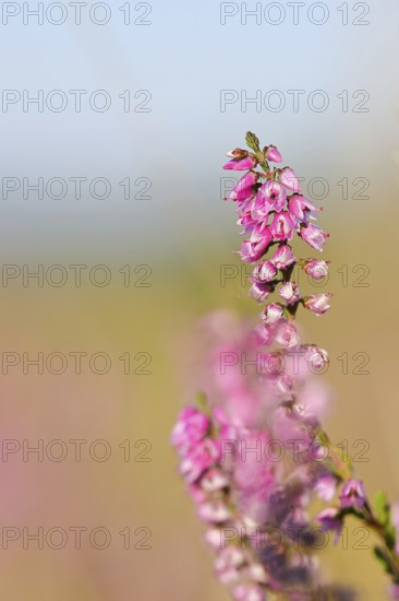 Flowering heather (Calluna vulgaris), heather, Trupacher Heide nature reserve, Siegen, North Rhine-Westphalia, Germany
