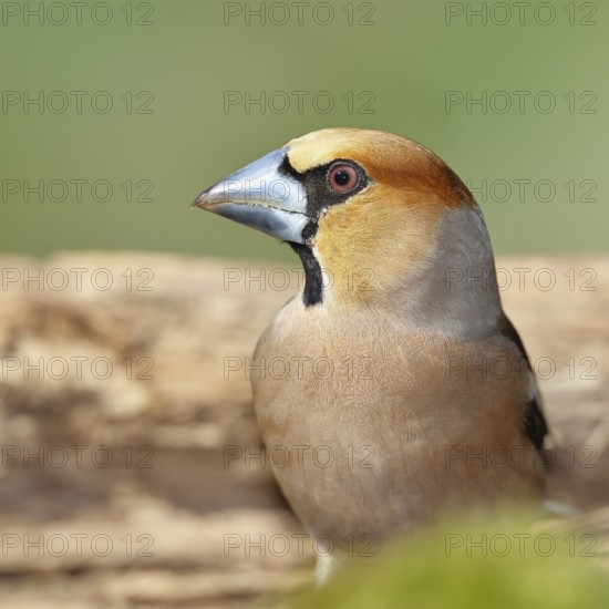 Hawfinch (Coccothraustes coccothraustes), male, animal portrait, North Rhine-Westphalia, Germany