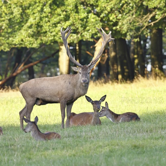 Red deer (Cervus elaphus) in rutting season, capital stag with hinds in a forest clearing, animal portrait, wildlife, autumn, Sauerland, North Rhine-Westphalia, Germany
