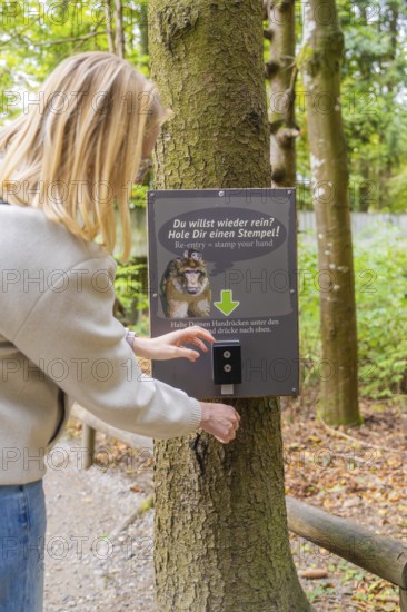 A person interacts with a sign on a tree for a stamp in the forest, Affenberg Salem, Lake Constance district, Germany