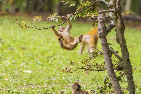 Two monkeys, one climbing, playing on a tree in the countryside, Affenberg Salem, Lake Constance district, Germany