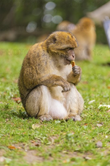 A monkey sits on the grass and nibbles on a blade of grass, Affenberg Salem, Lake Constance district, Germany