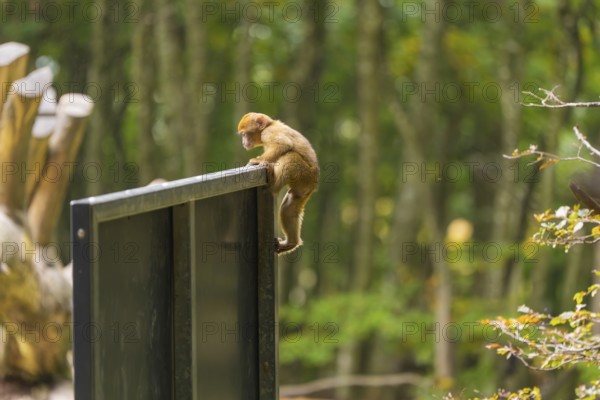 A monkey climbs on a sign in the forest, surrounded by trees, in a playful pose, Affenberg Salem, Lake Constance district, Germany