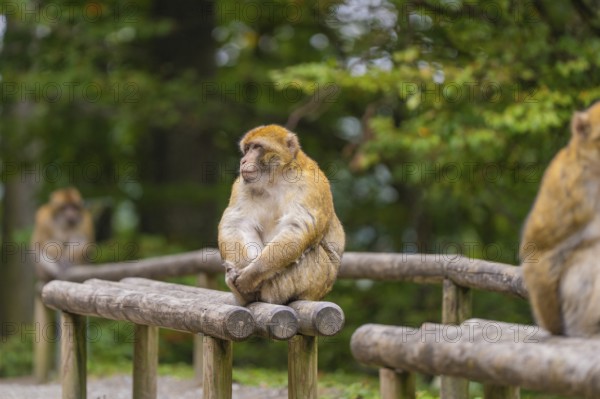 Monkey sitting relaxed on a wooden railing, surrounded by green, wooded background, Affenberg Salem, Lake Constance district, Germany