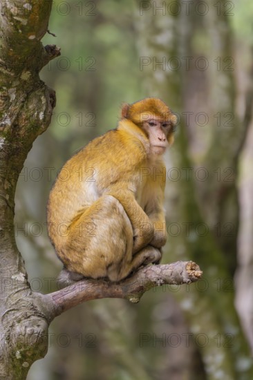 Monkey sitting thoughtfully on a tree trunk with a forest background, in natural surroundings, Affenberg Salem, Lake Constance district, Germany