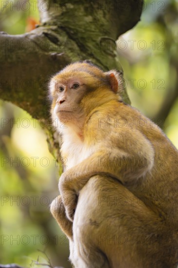 A monkey sits on a tree and looks lost in thought into the distance, surrounded by nature, Affenberg Salem, Lake Constance district, Germany