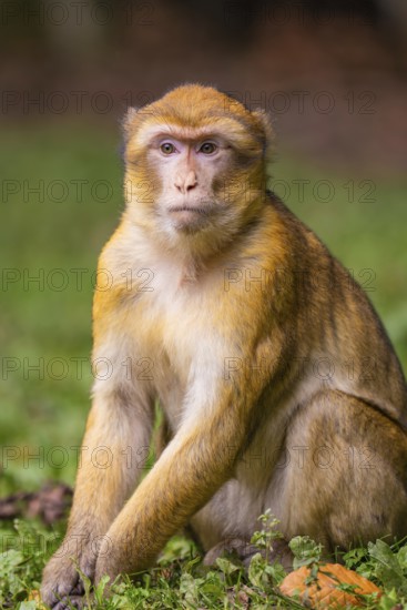 Monkey sitting in a meadow, staring into the distance with green blurred background, Affenberg Salem, Lake Constance district, Germany
