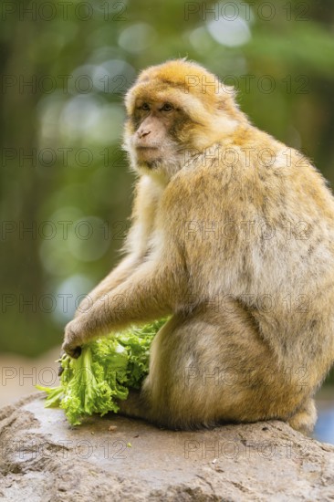 A monkey sits and holds leafy vegetables, surrounded by natural landscape, Affenberg Salem, Lake Constance district, Germany