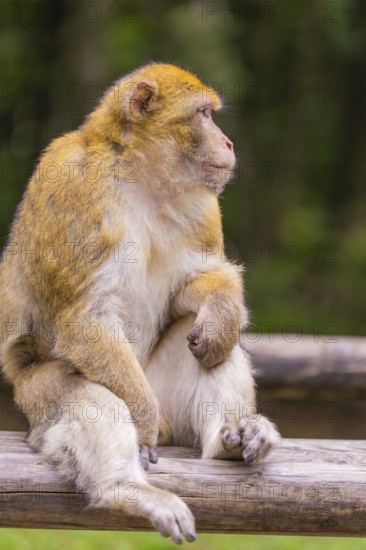 A monkey sits thoughtfully on a piece of wood in the greenery, Affenberg Salem, Lake Constance district, Germany