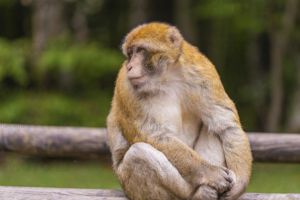A monkey sits on wood and gazes into the distance in a natural environment, Affenberg Salem, Lake Constance district, Germany