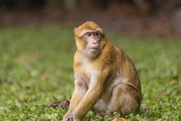 A monkey sits attentively in the grass of a natural environment, Affenberg Salem, Lake Constance district, Germany