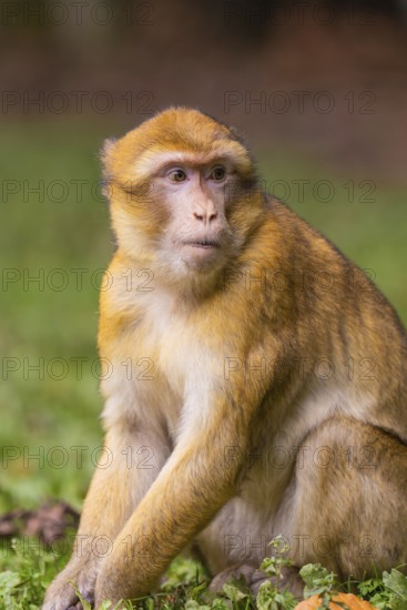 Sitting monkey with attentive gaze and detailed fur, Affenberg Salem, Lake Constance district, Germany