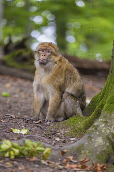 A monkey sits on the forest floor next to a tree in the greenery, Affenberg Salem, Lake Constance district, Germany