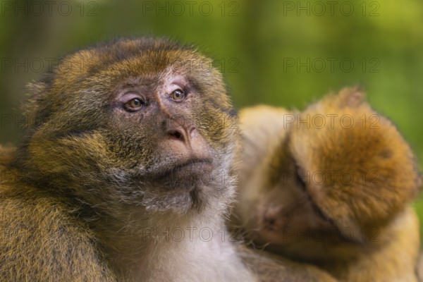 Two monkeys are close together in the forest, one is looking attentively, Affenberg Salem, Lake Constance district, Germany