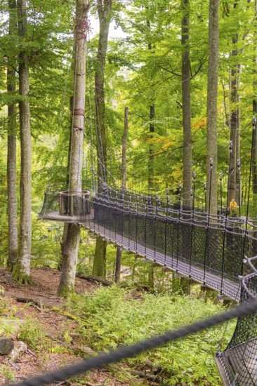 A long suspension bridge between tall trees in the green forest, Affenberg Salem, Lake Constance district, Germany