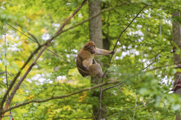 Monkey climbing on branches, surrounded by dense forest, Affenberg Salem, Lake Constance district, Germany