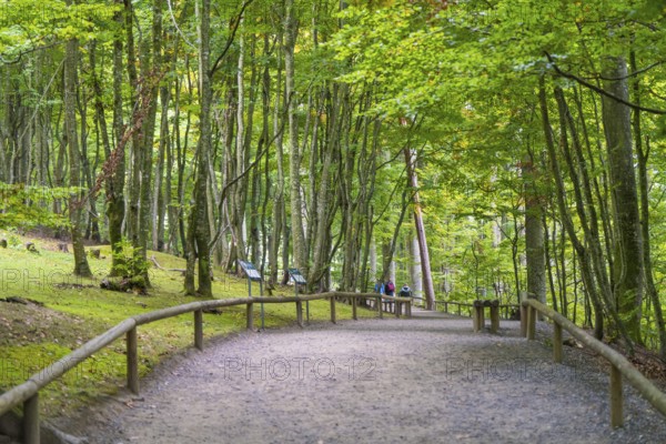 A quiet forest path lined with tall trees and a wooden railing, Affenberg Salem, Lake Constance district, Germany