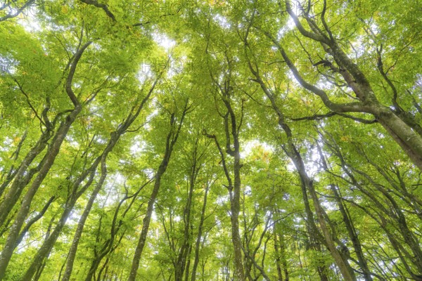 View upwards into dense treetops with bright green leaves, Affenberg Salem, Lake Constance district, Germany