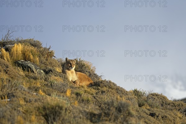 Cougar (Cougar concolor), Torres del Paine National Park, Chile, South America