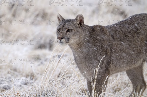 Cougar (Cougar concolor) in the snow, Torres del Paine National Park, Chile, South America