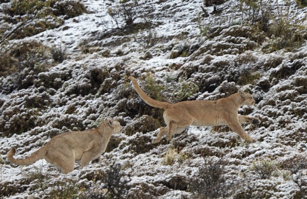Cougar (Cougar concolor), female and male, Torres del Paine National Park, Chile, South America