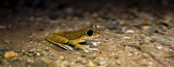 Costa Rica Masked tree frog (Smilisca phaeota) in the water, at night, Puntarenas province, Costa Rica