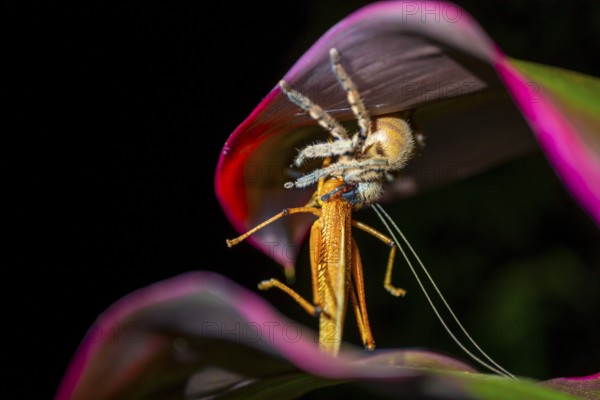 Comb spider (Ctenidae) with captured grasshopper, sitting on a leaf, at night, Puntarenas province, Costa Rica