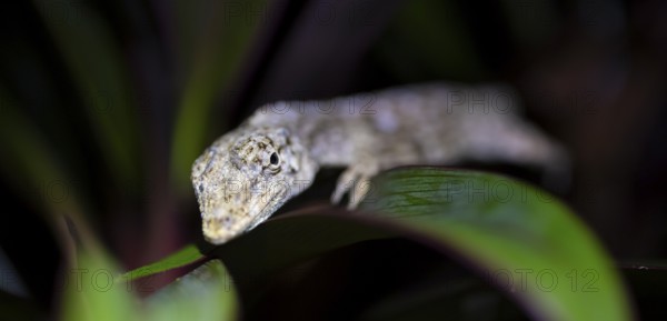 Pacific Lichen Anolis (Adolis charlesmyersi), Anolis sitting on a leaf at night, Puntarenas Province, Costa Rica
