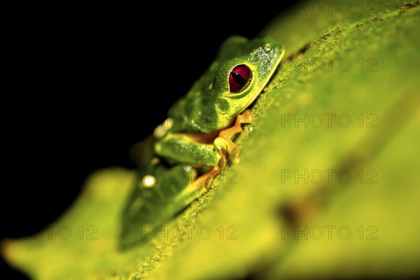 Red-eyed tree frog (Agalychnis callidryas) sitting on a leaf, at night, Puntarenas province, Costa Rica