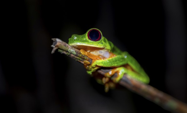 Red-eyed tree frog (Agalychnis callidryas) sitting on a stem, at night, Puntarenas province, Costa Rica