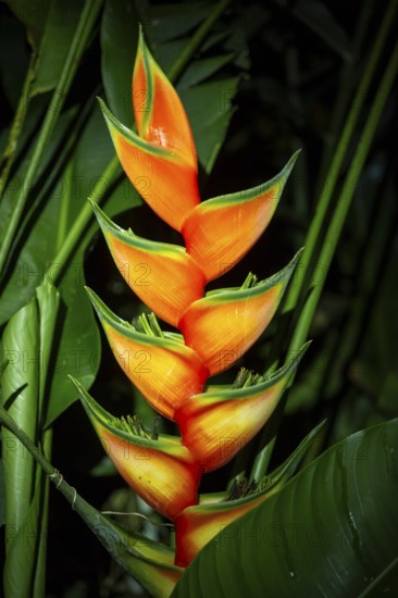 Heliconia, lobster claw (Heliconia wagneriana), flower in the rainforest, Puntarenas province, Costa Rica