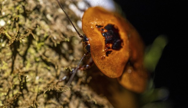 Giant marbled cockroach (Archmandrita marmorata) sitting on a tree trunk, at night, Puntarenas province, Costa Rica