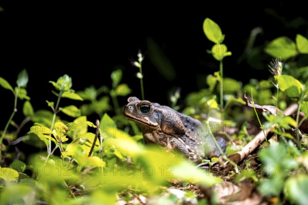 Aga toad or giant toad (Rhinella marina) sitting on the ground at night, Puntarenas province, Costa Rica
