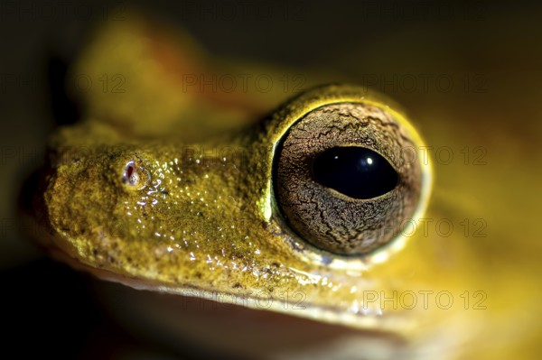 Costa Rica Masked Tree Frog (Smilisca phaeota) in water, portrait, at night, Puntarenas Province, Costa Rica