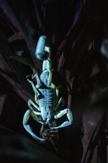 Bicoloured bark scorpion (Centruroides bicolor) with prey, glows in black light, UV light, at night, Puntarenas province, Costa Rica