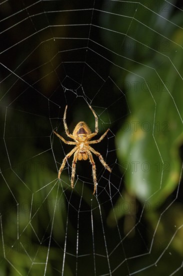 Spider sitting in a spider web, at night, Puntarenas province, Costa Rica