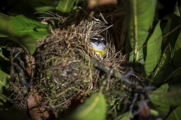 Sulphur-masked tyrant (Pitangus sulphuratus) in its nest at night, Puntarenas province, Costa Rica