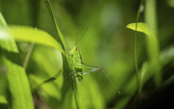 Green grasshopper (Neoconocephalus) sitting on a leaf, at night, Puntarenas province, Costa Rica