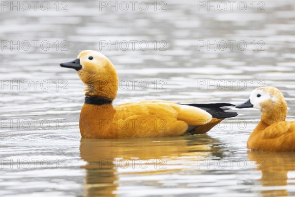 Ruddy shelduck (Tardora ferruginea) Germany