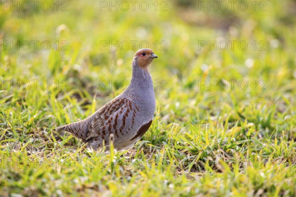 Grey partridge (Perdix perdix) Germany