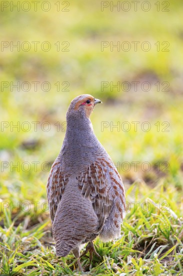 Grey partridge (Perdix perdix) Germany