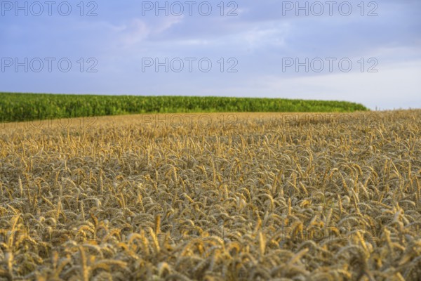 Crop field in the evening light, Yport, Département Seine-Maritime, France