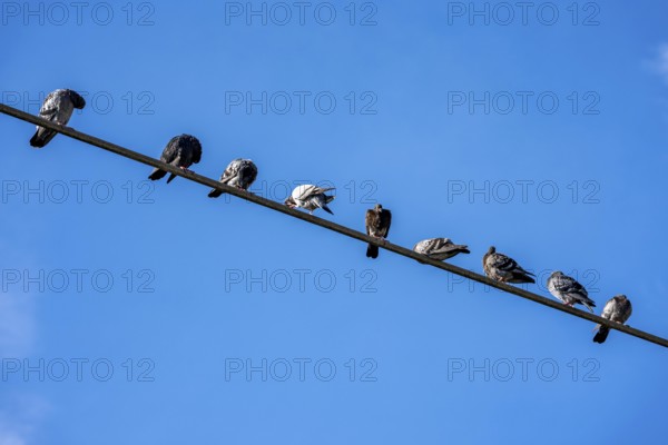 Pigeons on a power line, Germany