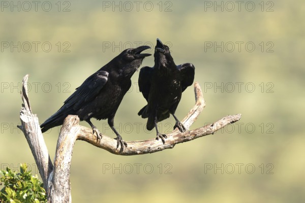 Pair of common ravens (Corvus corax) mating on a branch, Extremadura, Spain