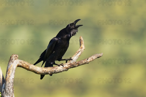 Raven (Corvus corax) mating on a branch, Extremadura, Spain