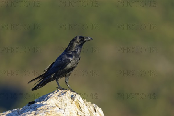 Raven (Corvus corax) on a rock, Extremadura, Spain