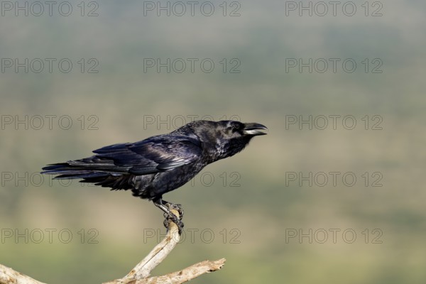 Raven (Corvus corax) on a dead branch, Ruf, Extremadura, Spain