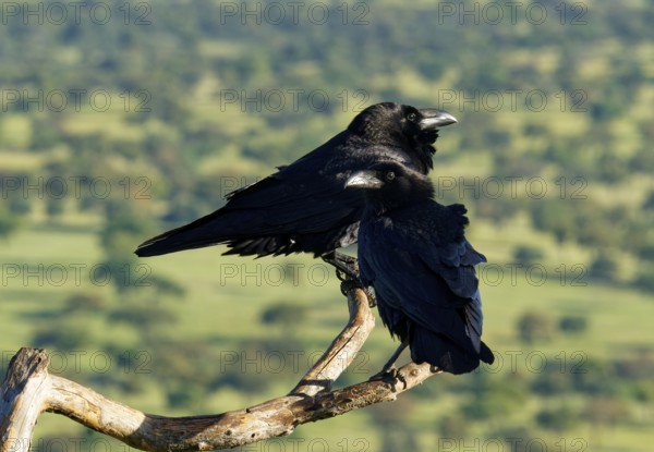 Pair of common ravens (Corvus corax) on a dead branch, Extremadura, Spain