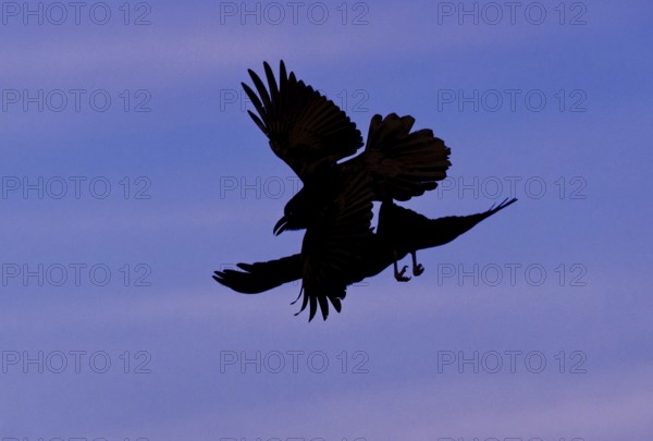 Common ravens (Corvus corax), flying games, Extremadura, Spain